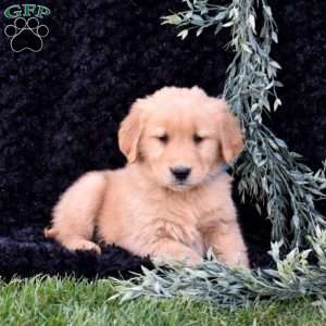 Scoops, Golden Retriever Puppy