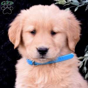 Scoops, Golden Retriever Puppy