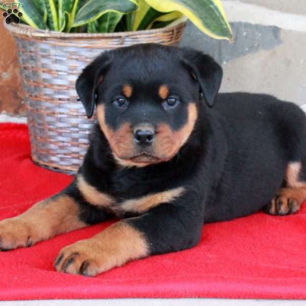 Scooter, Rottweiler Puppy