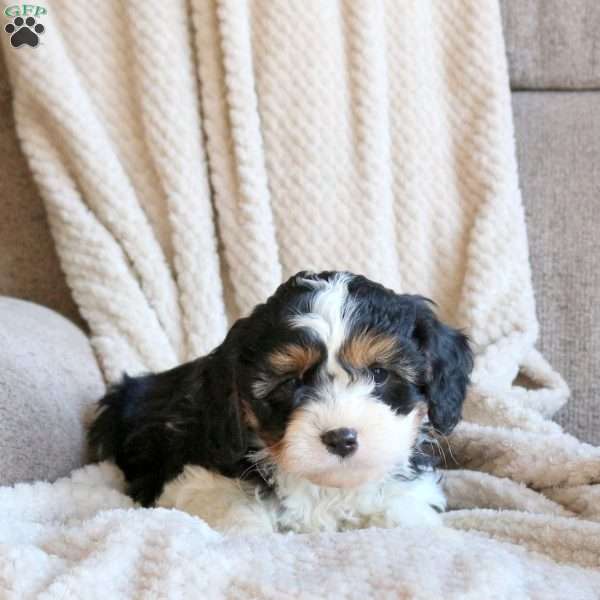 Scooter, Cavapoo Puppy