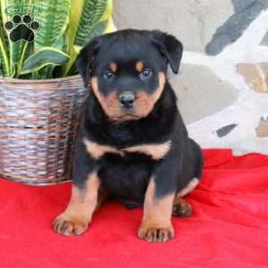 Scooter, Rottweiler Puppy