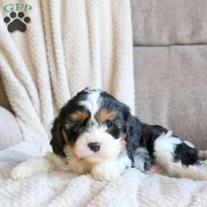 Scooter, Cavapoo Puppy