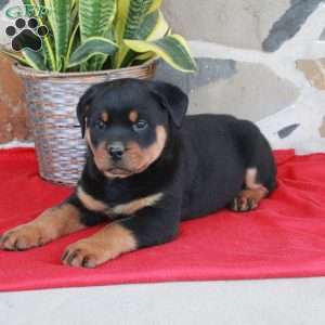 Scooter, Rottweiler Puppy