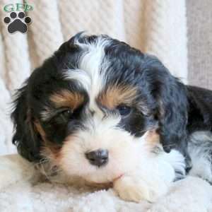 Scooter, Cavapoo Puppy