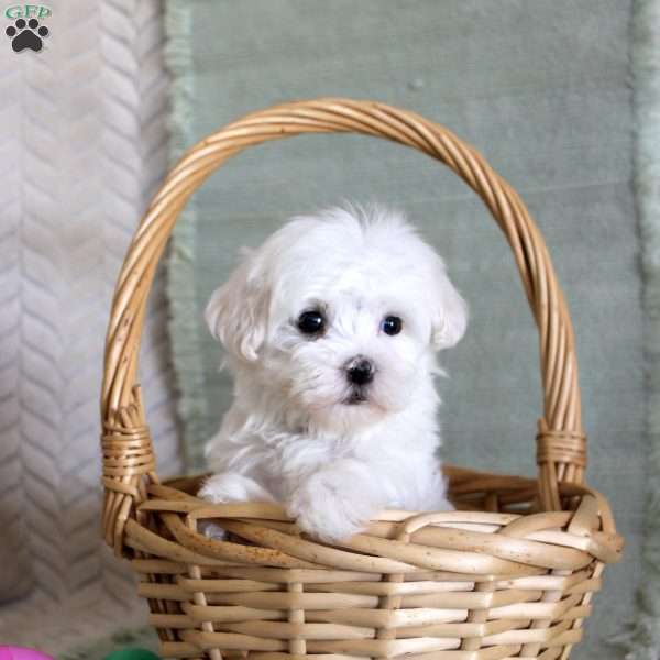 Scotty, Maltese Puppy