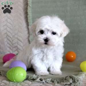 Scotty, Maltese Puppy