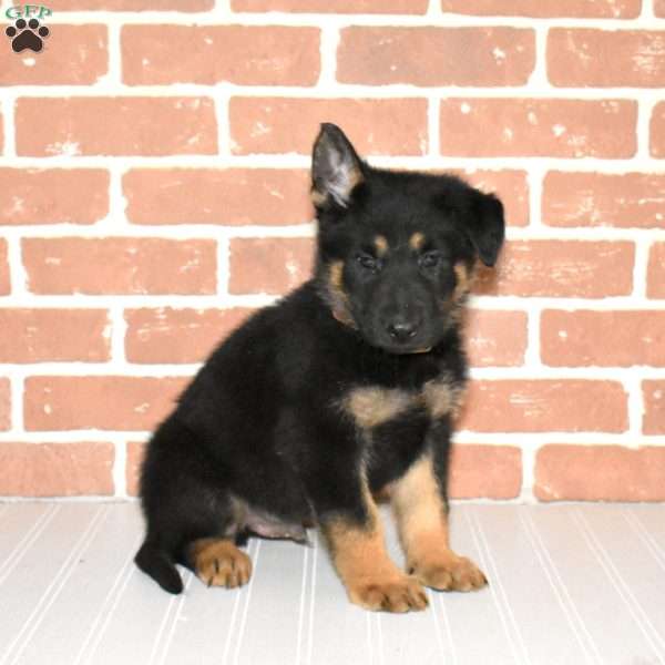 Scout, German Shepherd Puppy
