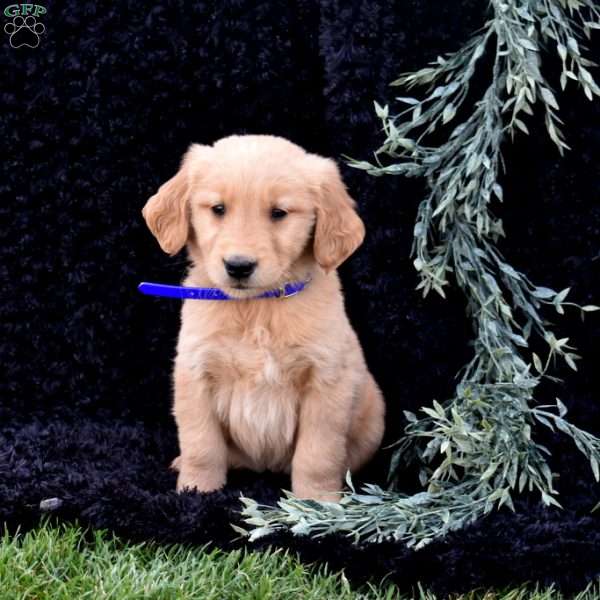 Scout, Golden Retriever Puppy