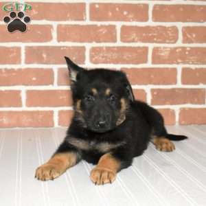 Scout, German Shepherd Puppy