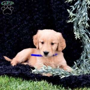 Scout, Golden Retriever Puppy