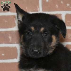 Scout, German Shepherd Puppy