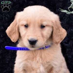 Scout, Golden Retriever Puppy