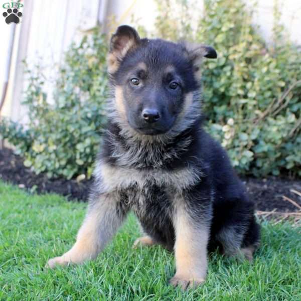 Sean, German Shepherd Puppy