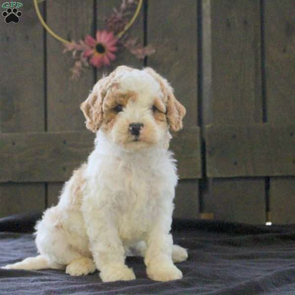 Sean, Cavapoo Puppy