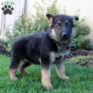 Sean, German Shepherd Puppy