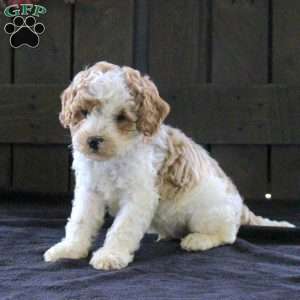 Sean, Cavapoo Puppy