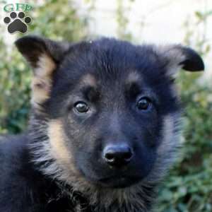 Sean, German Shepherd Puppy