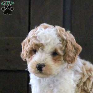 Sean, Cavapoo Puppy