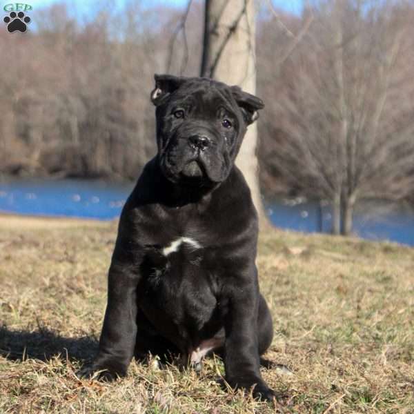 Sebastian, Cane Corso Puppy