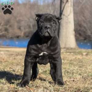Sebastian, Cane Corso Puppy
