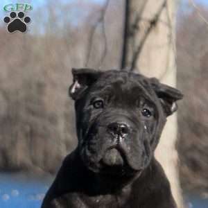 Sebastian, Cane Corso Puppy