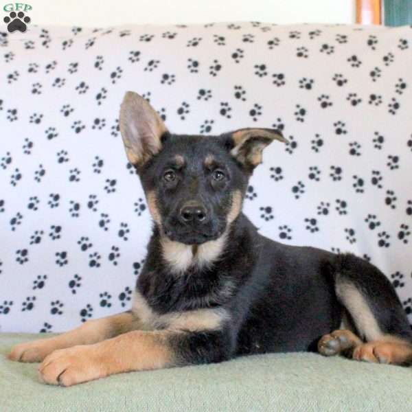 Serena, German Shepherd Puppy