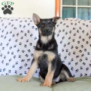 Serena, German Shepherd Puppy