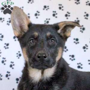 Serena, German Shepherd Puppy