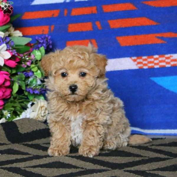 Seth, Bich-Poo Puppy