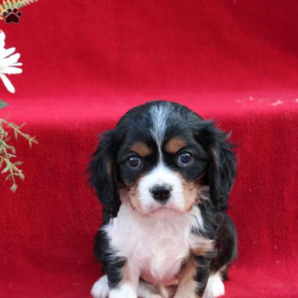Seth, Cavalier King Charles Spaniel Puppy