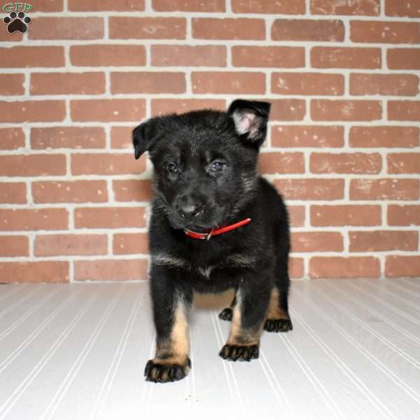 Shadow, German Shepherd Puppy