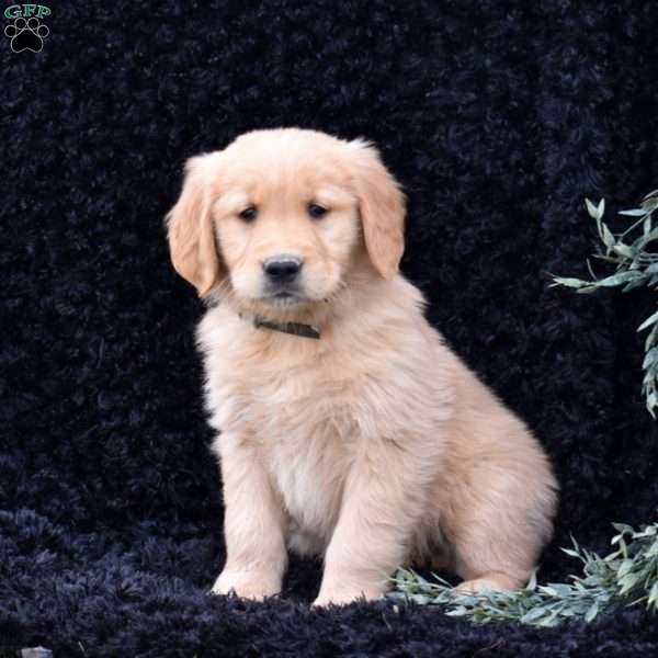 Shadow, Golden Retriever Puppy