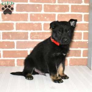 Shadow, German Shepherd Puppy