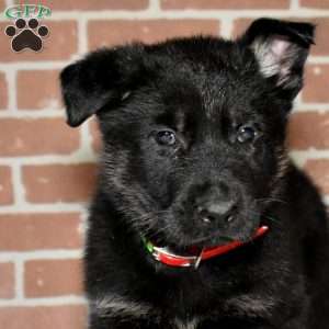 Shadow, German Shepherd Puppy