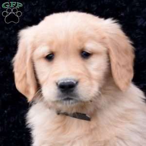 Shadow, Golden Retriever Puppy