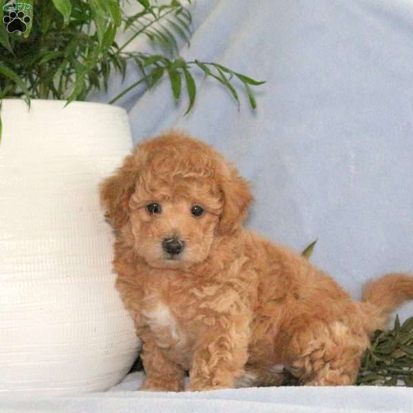 Shaggy, Bich-Poo Puppy