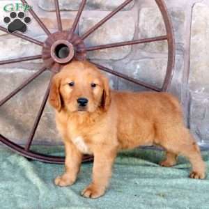 Shaggy, Golden Retriever Puppy
