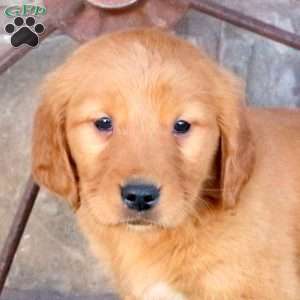 Shaggy, Golden Retriever Puppy