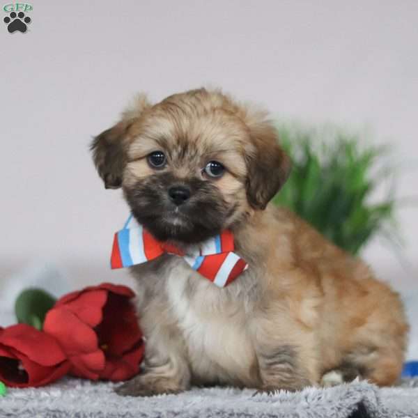 Shane, Lhasa Apso Puppy