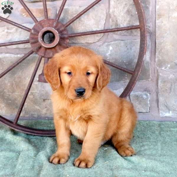 Shane, Golden Retriever Puppy