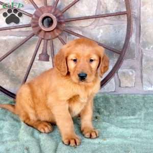 Shane, Golden Retriever Puppy