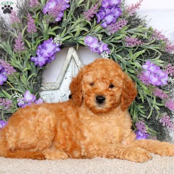Shaw, Mini Goldendoodle Puppy