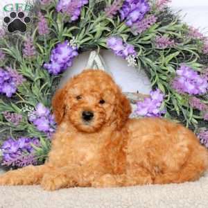Shaw, Mini Goldendoodle Puppy