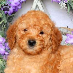 Shaw, Mini Goldendoodle Puppy