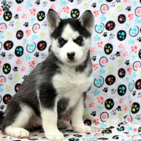 Shenzi, Siberian Husky Puppy