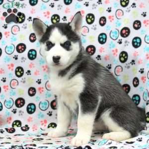 Shenzi, Siberian Husky Puppy