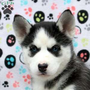 Shenzi, Siberian Husky Puppy