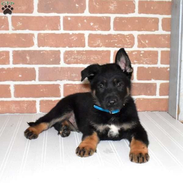 Sheriff, German Shepherd Puppy