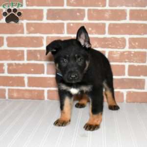 Sheriff, German Shepherd Puppy