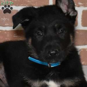 Sheriff, German Shepherd Puppy